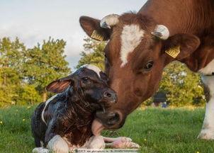 国产小牛简介视频,创新科技引领未来出行新风尚